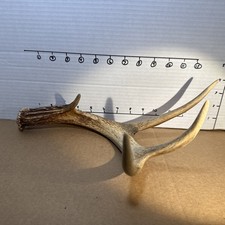 Naturally shed whitetail for sale  Williamsburg