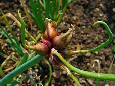 Oignon égyptien allium d'occasion  Expédié en France