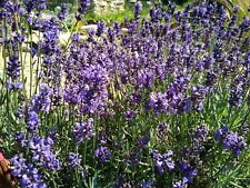 Echter lavendel samen gebraucht kaufen  Hohenau