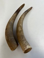 Pair vintage taxidermy for sale  SUNDERLAND