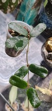 Hoya rotundiflora live for sale Hoya rotundiflora live for sale  LONDON