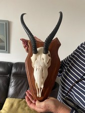 Beautiful african springbok for sale Beautiful african springbok for sale  SOUTHEND-ON-SEA