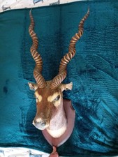 Bushbuck african antelope for sale  HALIFAX