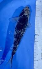 Inch shiro utsuri for sale  Findlay