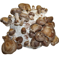Shiitake bio fertigkultur gebraucht kaufen  Langweid a.Lech