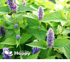 peppermint plant for sale peppermint plant for sale DONCASTER