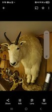 Vintage alaskan mountain for sale  San Pierre