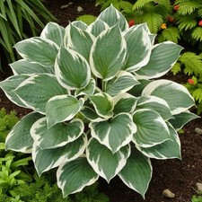 Hosta minuteman plant for sale Hosta minuteman plant for sale  GLASGOW