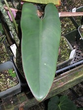 Philodendron recurvifolium bea d'occasion  Expédié en Belgium