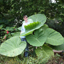 Colocasia leucocasia gigantea for sale  HIGH WYCOMBE