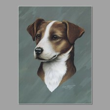 Jack russell dog for sale  SLEAFORD