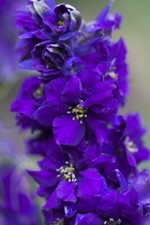 Larkspur delphinium consolida for sale  RUISLIP