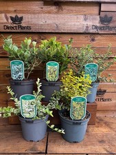 Large euonymus emerald for sale Large euonymus emerald for sale  KING'S LYNN