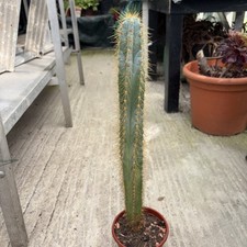 Pilosocereus pachycladus blue for sale  ROCHFORD