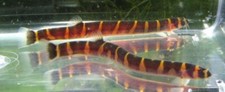 Pack striped kuhli for sale  Raymond