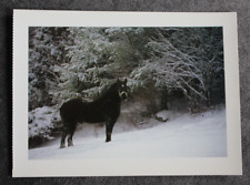 Postkarte percheron kaltblut gebraucht kaufen  Limburg a. d. Lahn