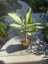 plumeria trees pots for sale plumeria trees pots for sale Jacksonville