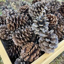 Ponderosa pine cones for sale  Post Falls