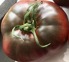 Tomatensamen russische tomate gebraucht kaufen  Hanhofen