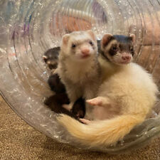 Best ferret toy d'occasion  Expédié en Belgium