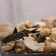 Dwarf cuckoo catfish for sale  Floresville