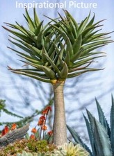 Aloidendron hercules aloe for sale  Fallbrook