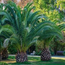 Phoenix canariensis canary for sale  SOUTHAMPTON