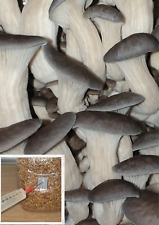 Winter oyster mushroom for sale  WORCESTER
