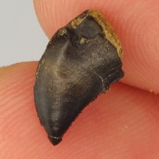Allosaurus 0.50 tooth for sale  Rockledge