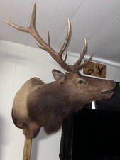 Elk mount for sale  Frostproof