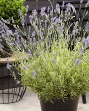 Suttons english lavender for sale  PAIGNTON