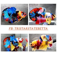 Live male koi for sale  Clarksville