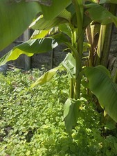 Banana tree for sale  ERITH