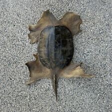 Snapping turtle shell for sale  Benson