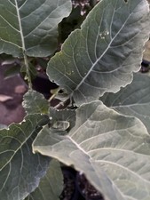 trade plants for sale trade plants for sale Snellville