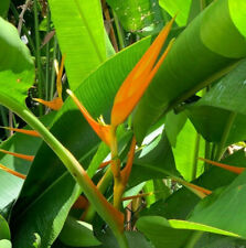 Heliconia latispatha orange for sale  Hollywood
