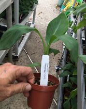 Fhia sweetheart dwarf for sale  El Cajon