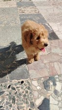 Barboncino nano maschio usato  Viareggio