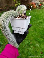 Monkey tail cluster for sale  DARTFORD