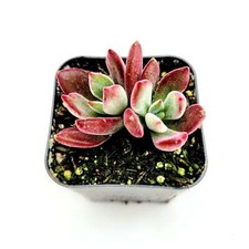 Echeveria devotion succulent for sale  Morgan Hill