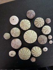 Natural assorted sea for sale  Pottstown