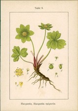 Lithographie hacquetie hacquet gebraucht kaufen  Sibbesse