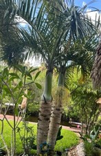 Spindle palm tree for sale  Merritt Island