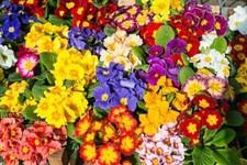 Polyanthus crown exhibition for sale  WELSHPOOL