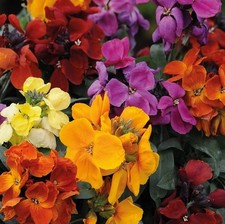 wallflowers for sale  SPILSBY