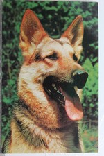 puppies german puppy shepherd for sale puppies german puppy shepherd for sale Wilmington
