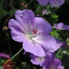 Geranium rozanne pack for sale  SALTASH