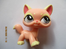 Petshop chat maine d'occasion  Bailleul