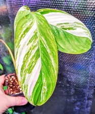 Calathea princess dalya for sale  FAREHAM
