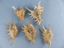 Lot coquillages murex d'occasion Lot coquillages murex d'occasion  Alsting